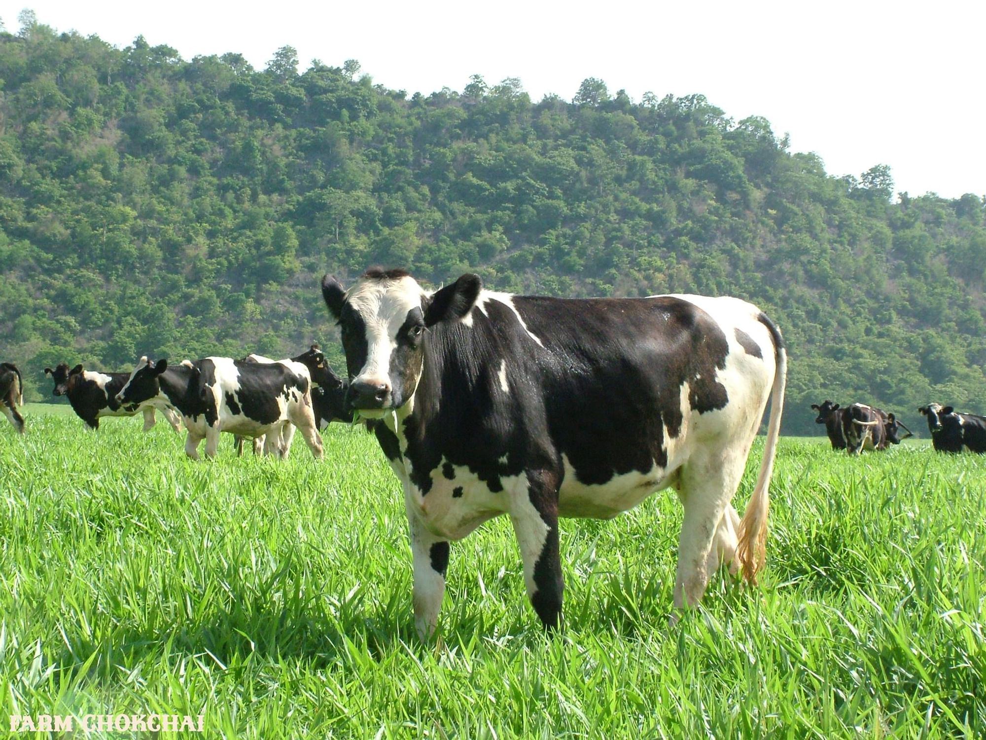 Cows in Chokchai Farm near U Hotels & Resorts