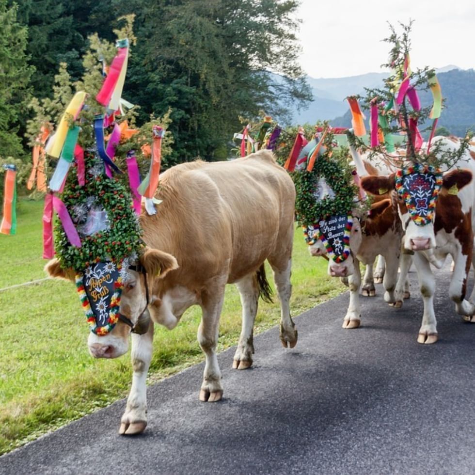 Una mandria di mucche decorate per una festa, cammina su una strada con montagne sullo sfondo.