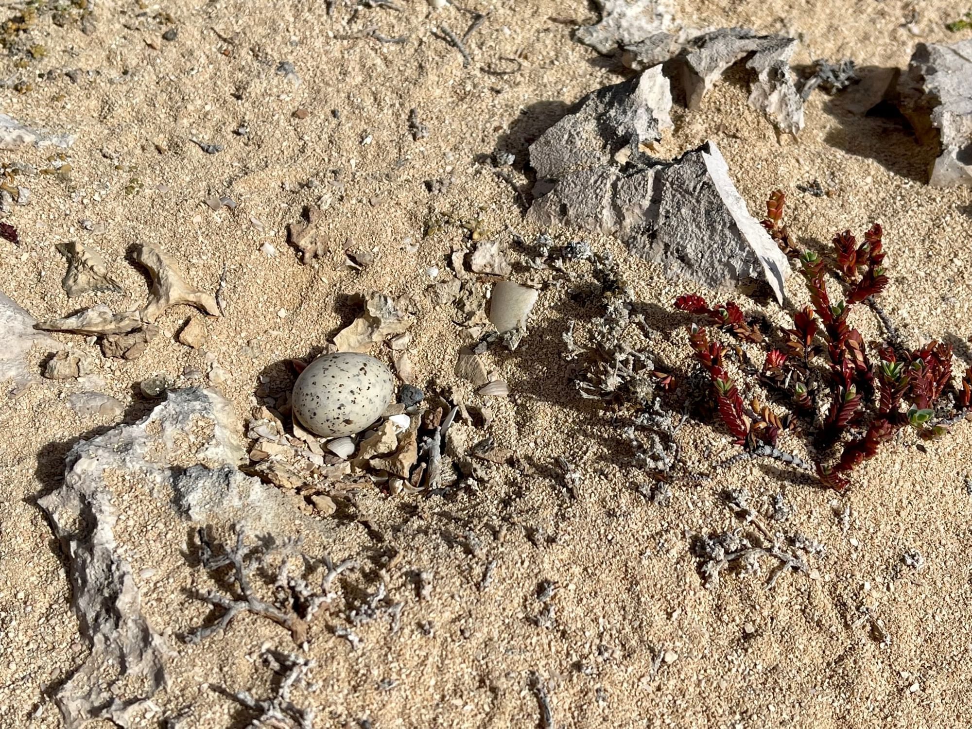 Tern egg northern coast AUA