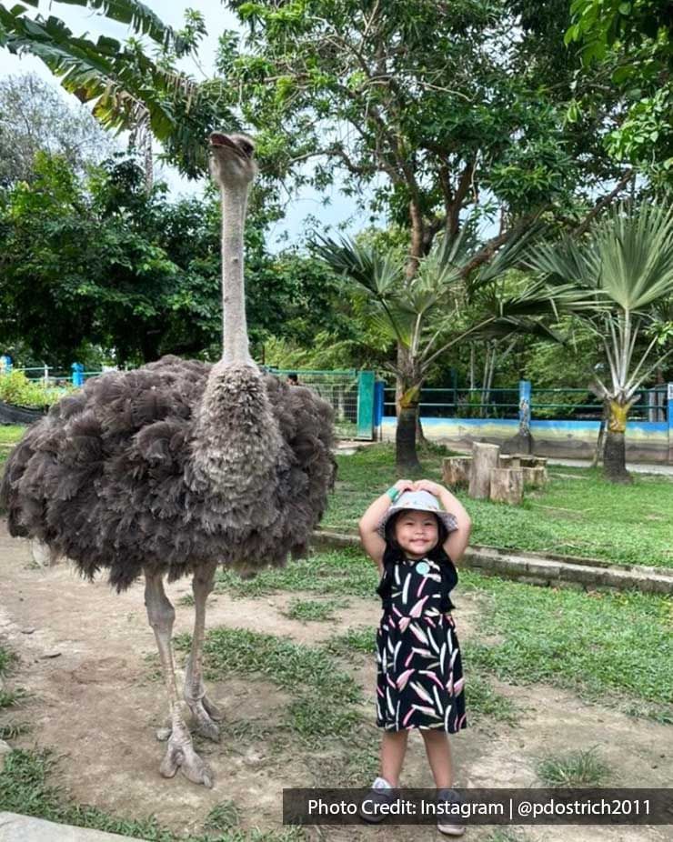 a little girl taking a picture beside an ostrich