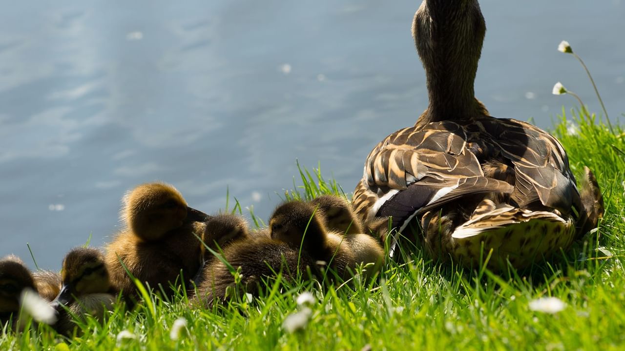 ducks on the grass looking at water