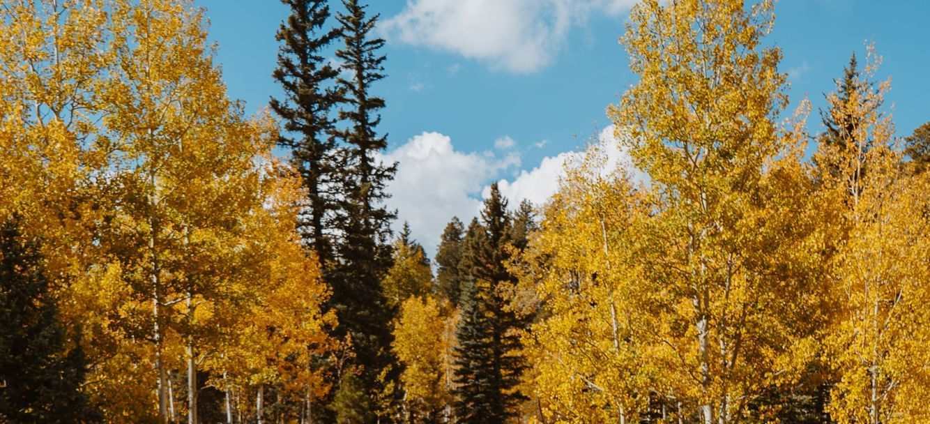 Landscape view of tree tops near Kinship Landing