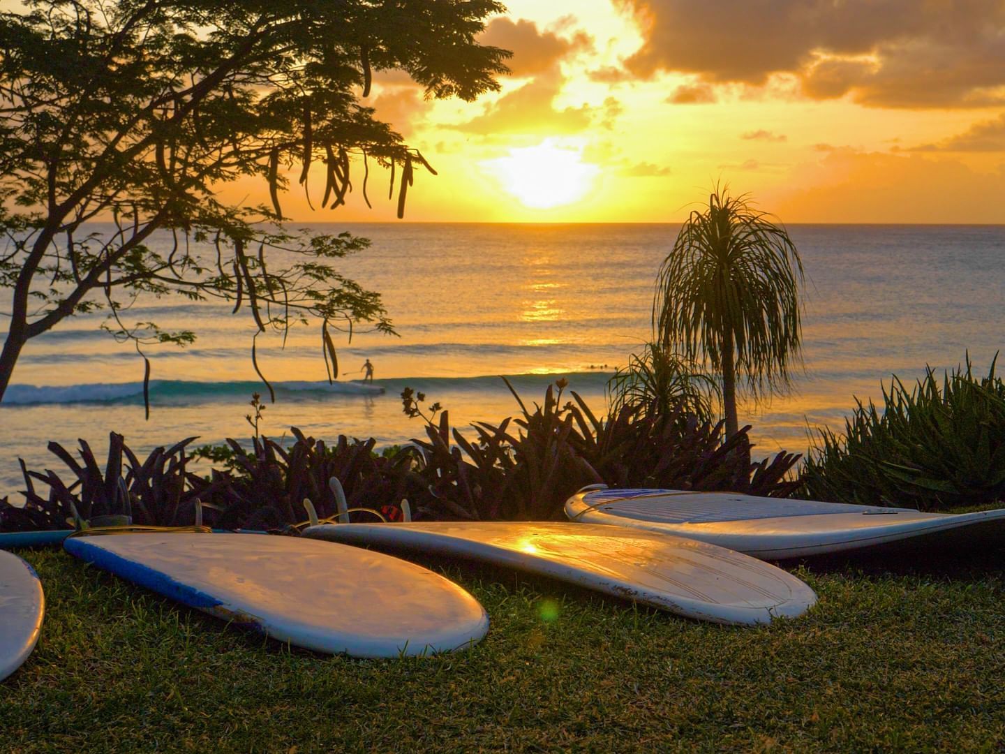 Beach with surf boards on the grass near Southern Palms Club