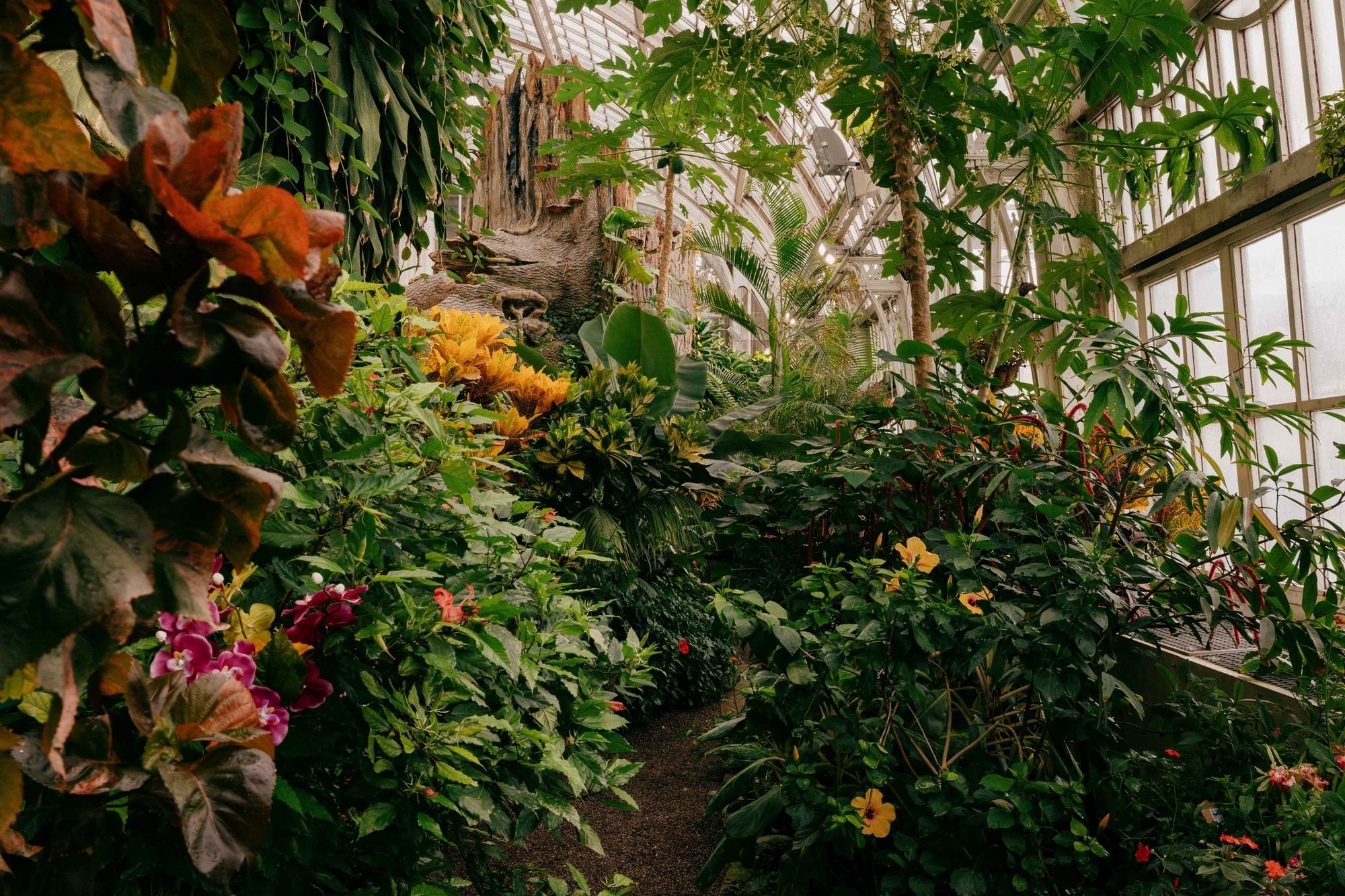 Tropical plants and blooming flowers inside Vienna’s historic Butterfly House with lush greenery and a glass greenhouse roof