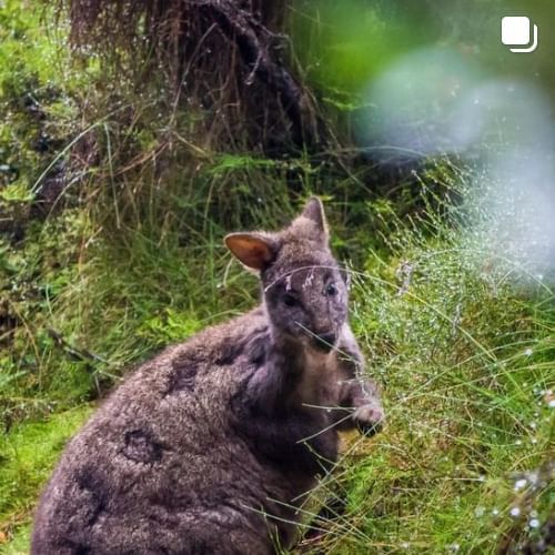 Kangaroo captured in the woods near Cradle Mountain Hotel