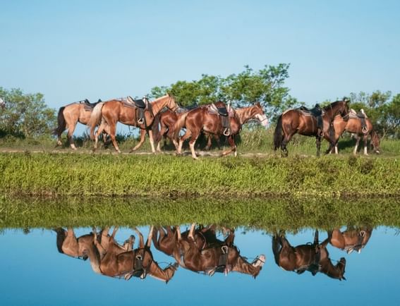 Herd of horses on a field captured near Buena Vista Del Rincon