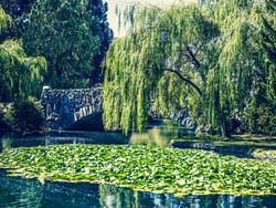 Pond with lily pads & charming stone bridge in Beacon Hill Park near Huntingdon Manor