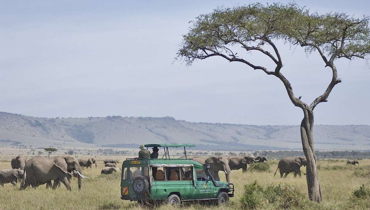 Safari rides around a herd of elephants at Mara Serena Safari 