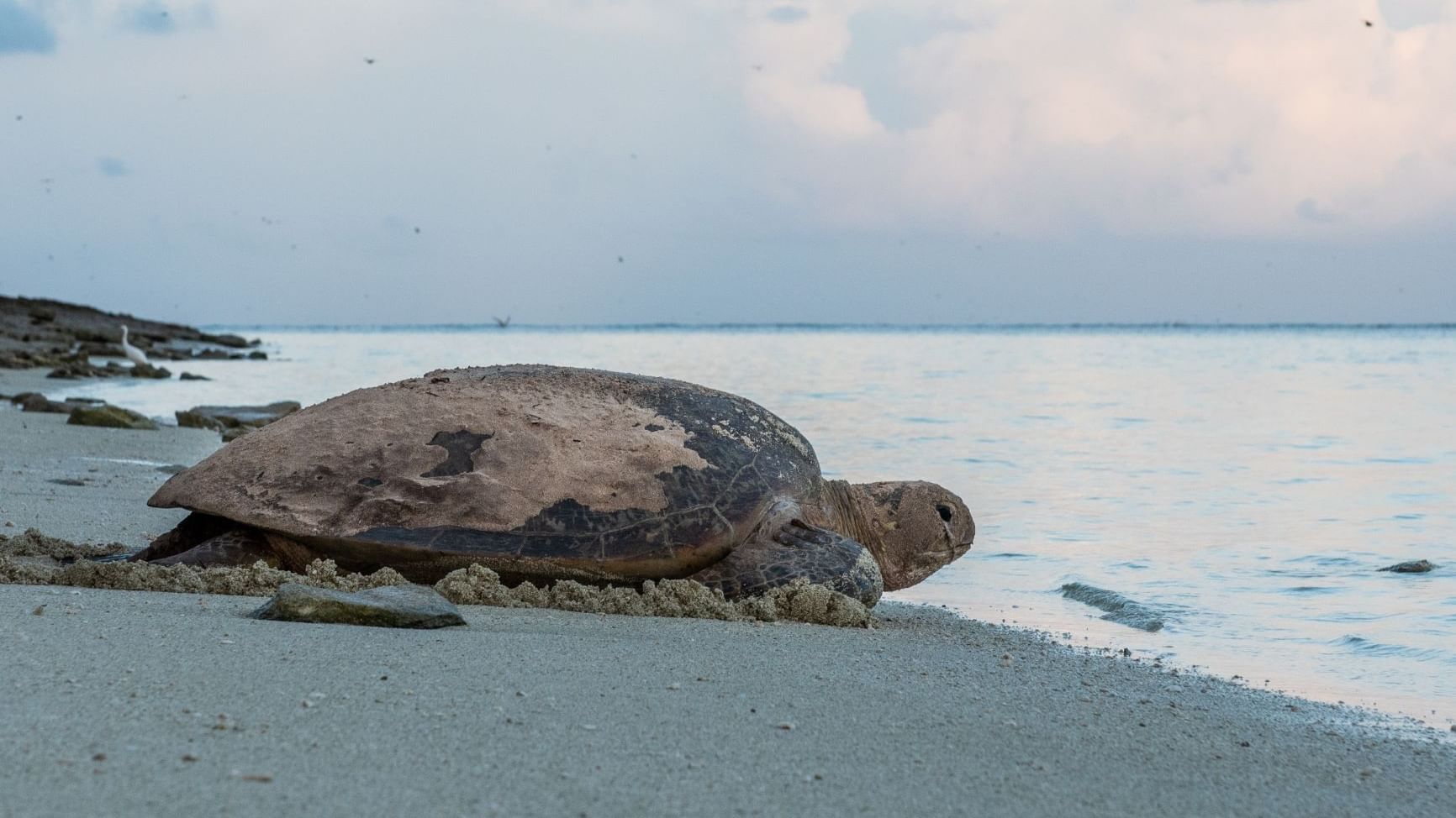 A turtle walking towards the sea near Heron Island Resort