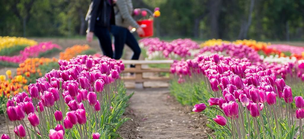 tulip field