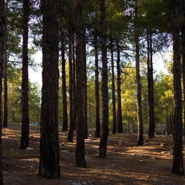 Tall pine trees and dappled sunlight at Keephatch Park Nature Reserve.