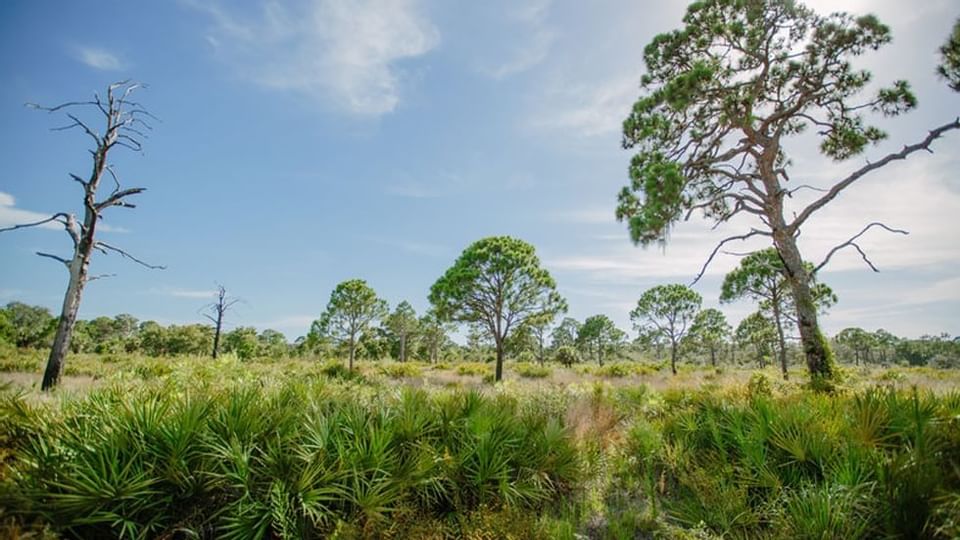 Trees of Boyd Hill Nature Preserve near Legacy Vacation Resorts