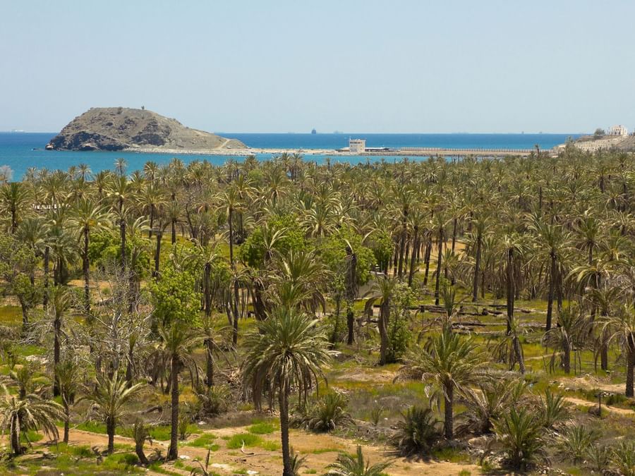 Tropical palm grove with a distant island and sea backdrop at Fujairah near DAMAC Hotels & Resorts, a 5-star hotel in Dubai