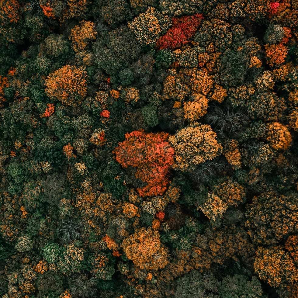 Aerial view of the forest area at Falkensteiner Hotels