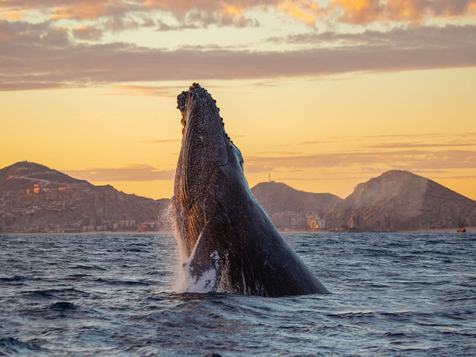 Whale Watching Season - Marquis Los Cabos