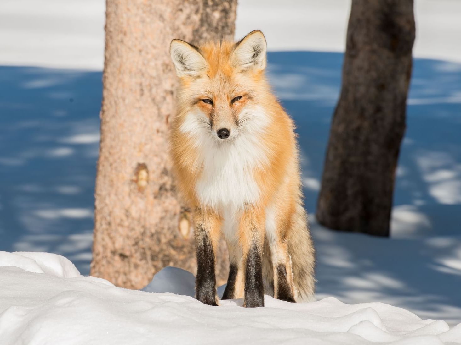 Fox in Teton County