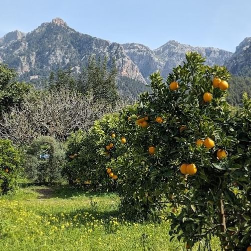 Huerto de Sa Vinyassa