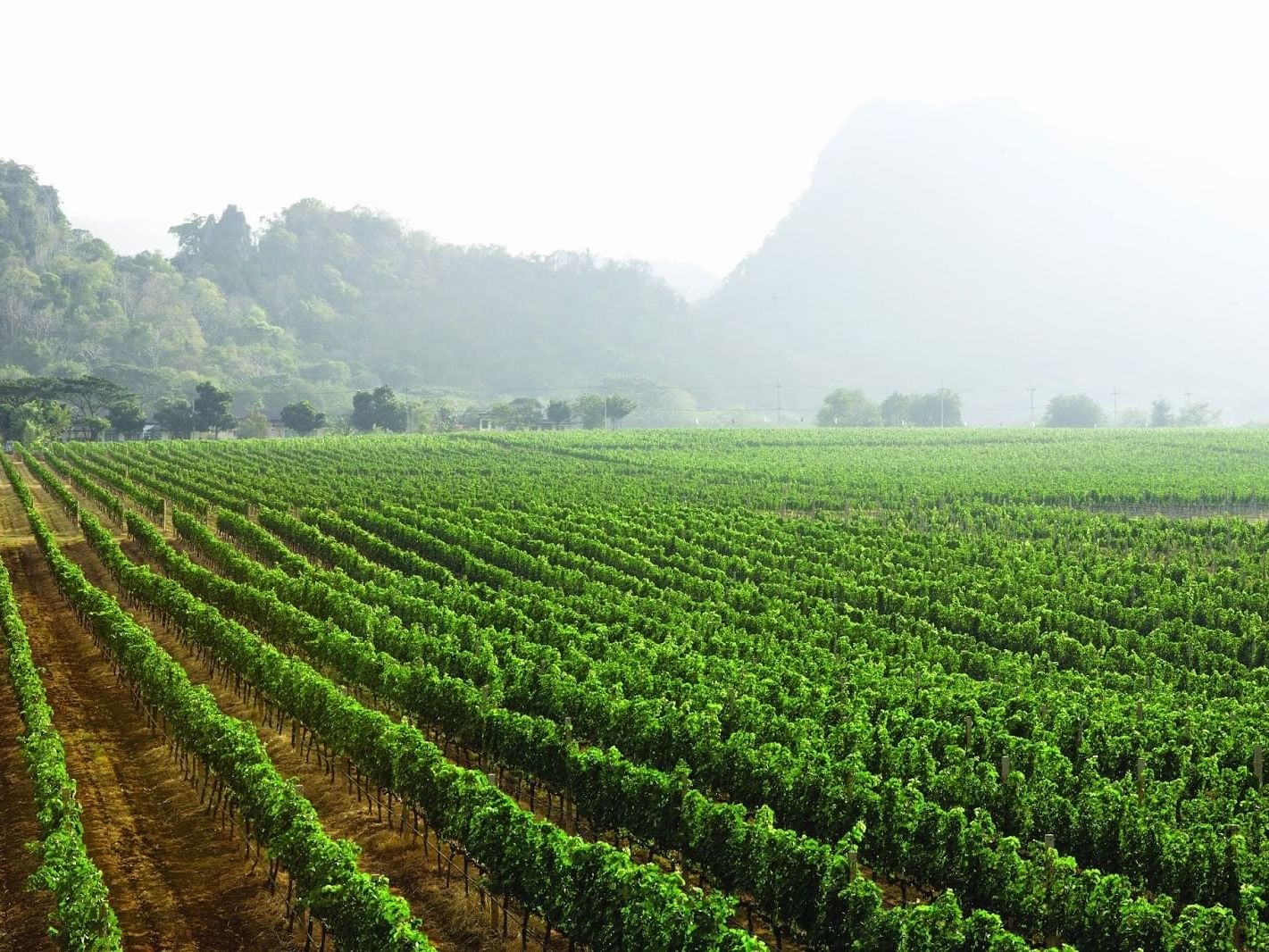 GranMonte Vineyard and Winery
