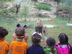 A lion in the San Antonio Zoo near Riverwalk Plaza Hotel