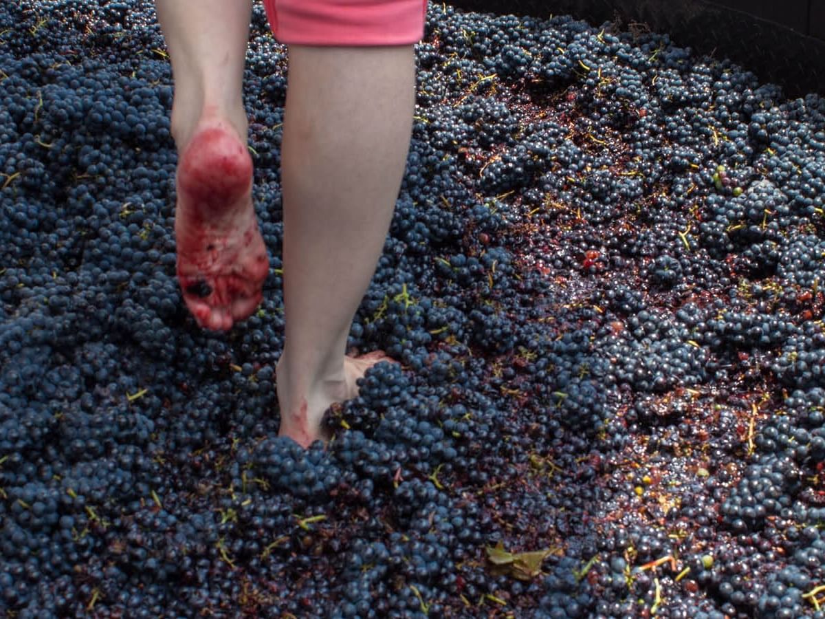 Bare feet crushing red grapes for wine production at Fiesta Americana, a traditional winemaking process
