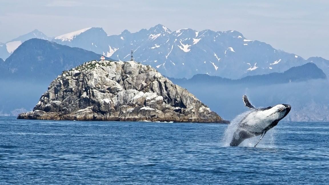 Humpback whale breaching with snow-capped mountains in background