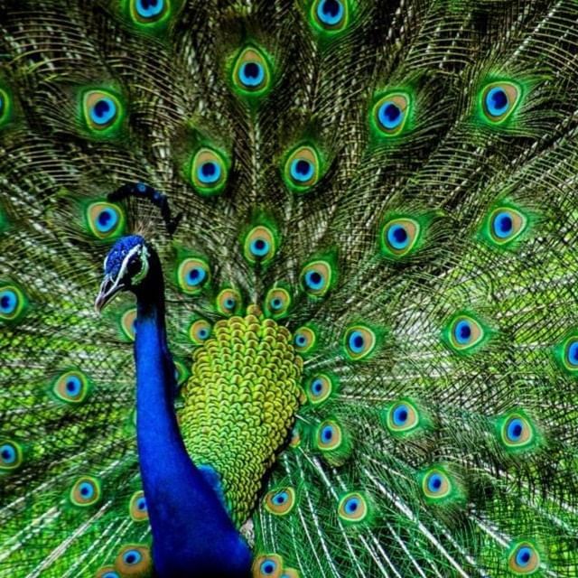 Portrait of a beautiful peacock at Amara Hotels