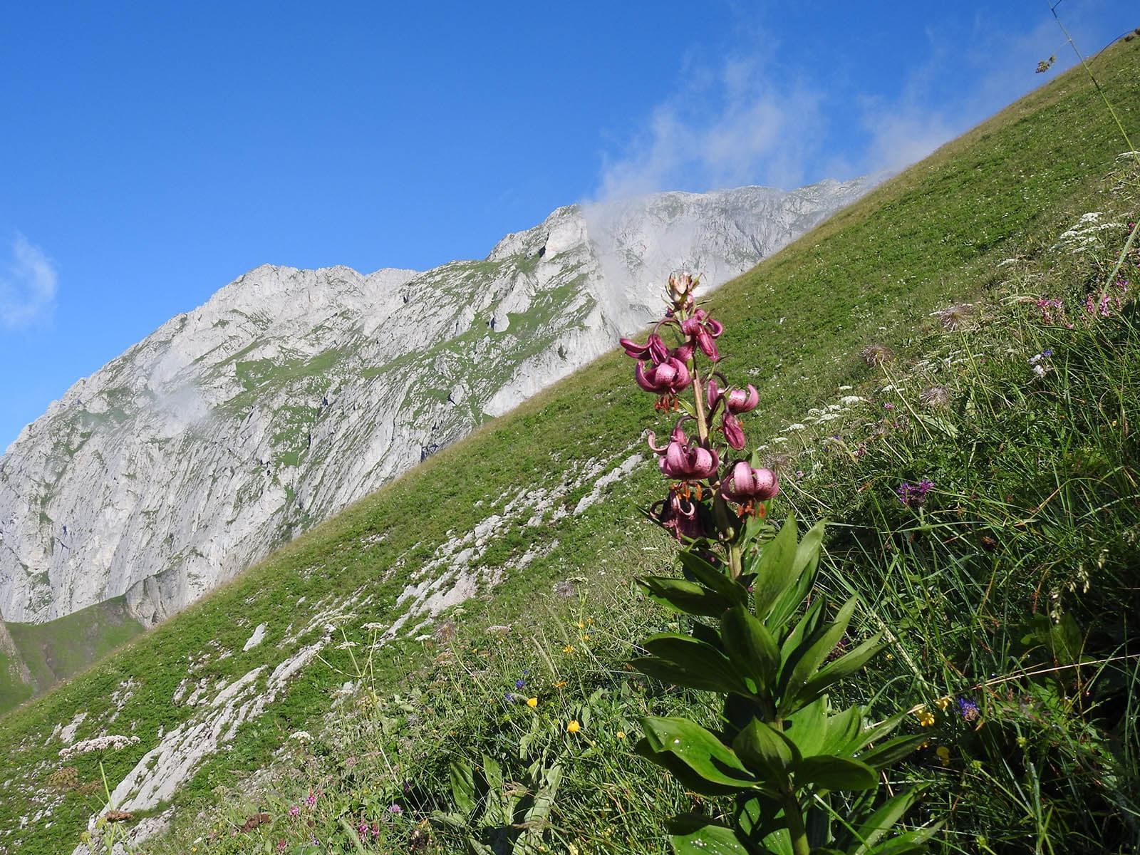 Lis lys martagon fleur montagne rando activites hotel les gentianettes
