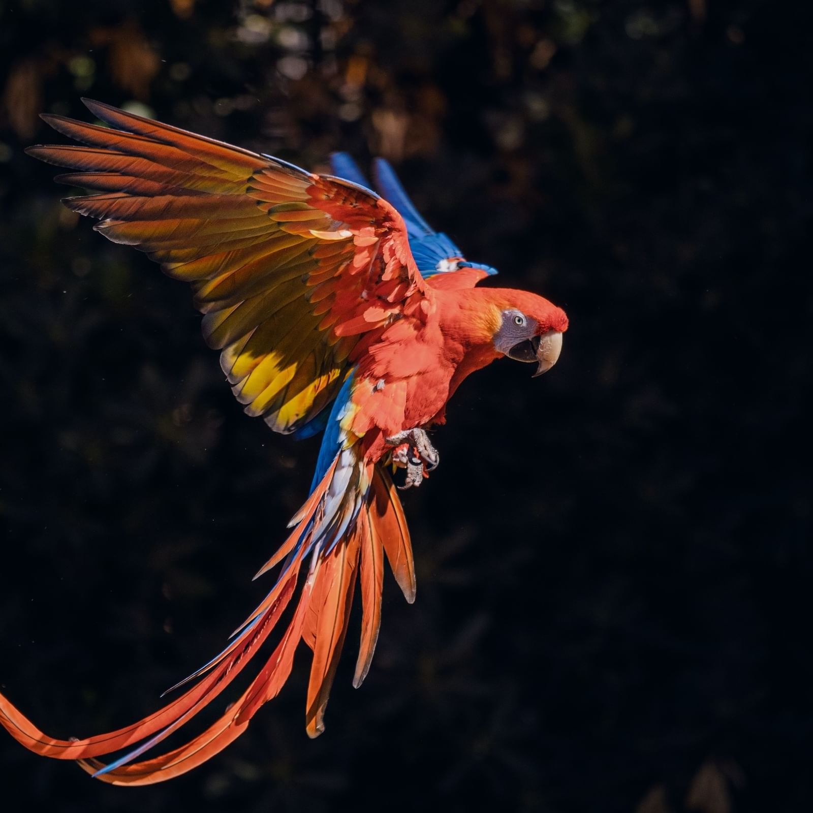 Macaw bird captured in the forest near Buena Vista Del Rincon