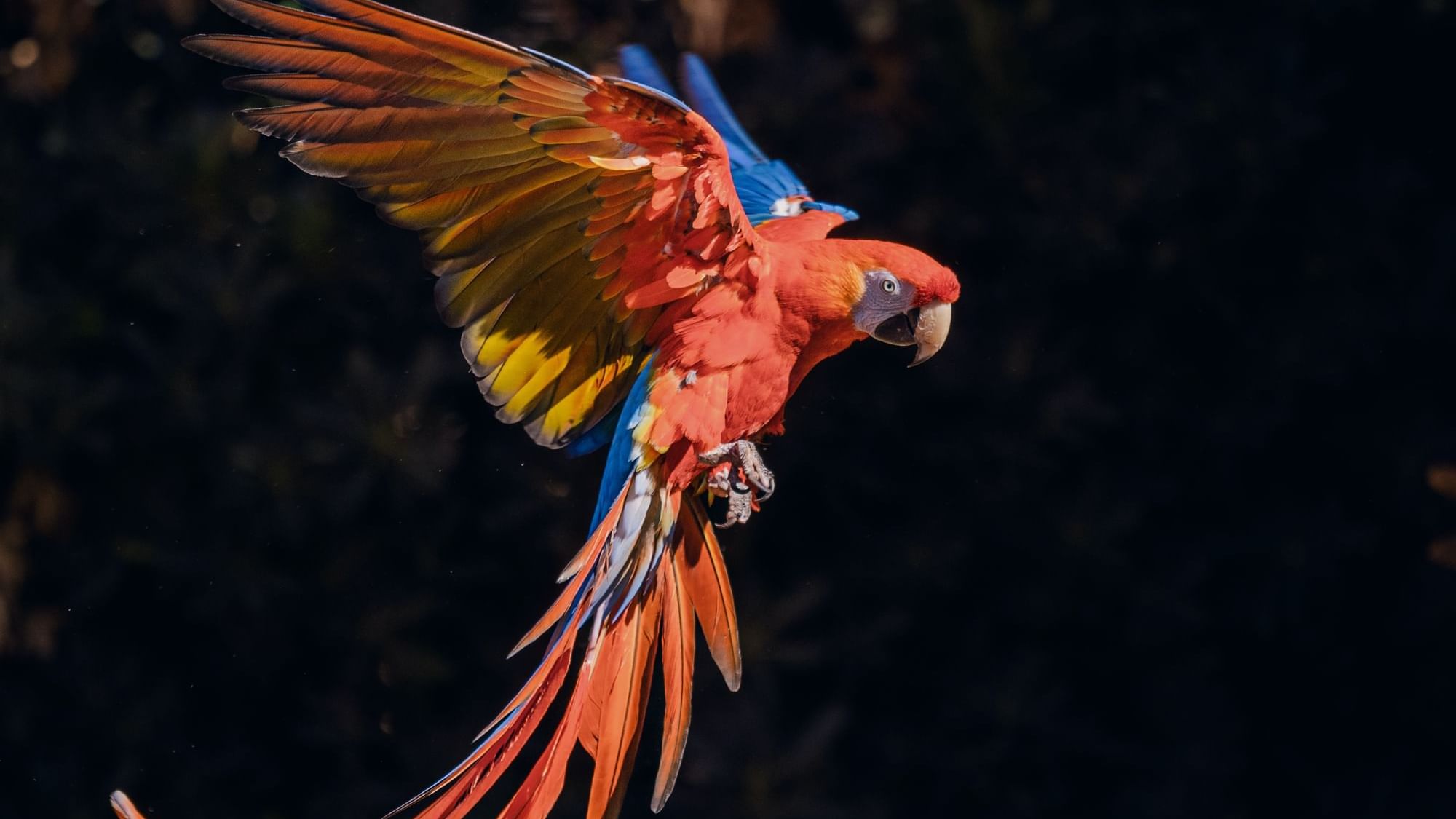 Macaw bird captured in the forest near Buena Vista Del Rincon