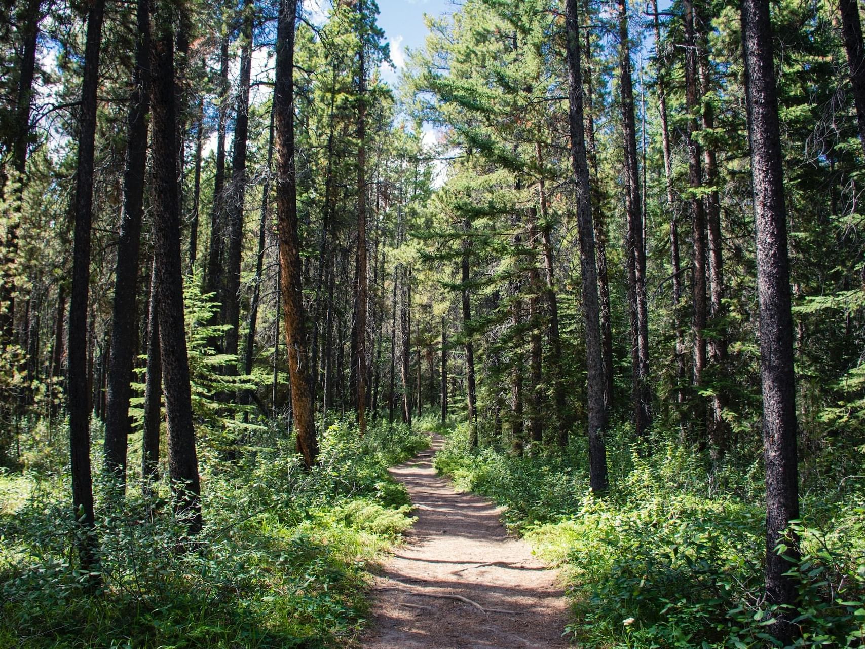 Лес 20. Л1 лес. Oregon Woods.