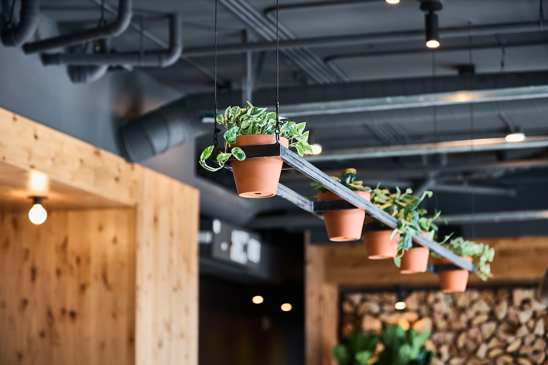 Plant pots hanging from the ceiling at Kinship Landing