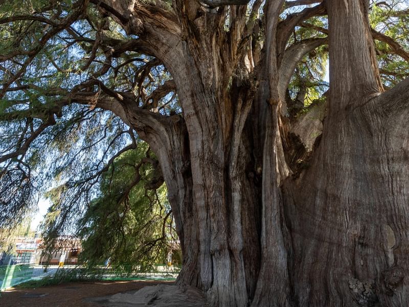 Árbol del tule