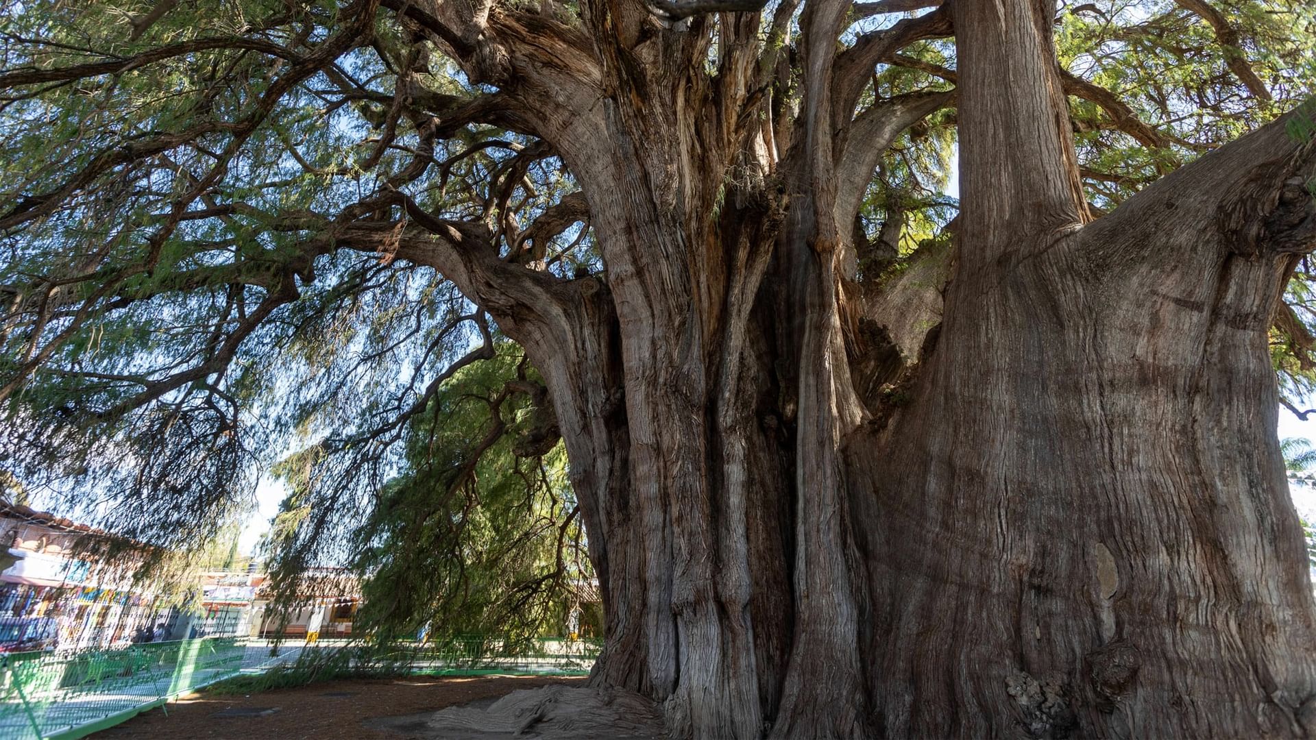 Árbol enorme de corteza gruesa bajo frondoso follaje junto a una pequeña cerca cerca de Quinta Real