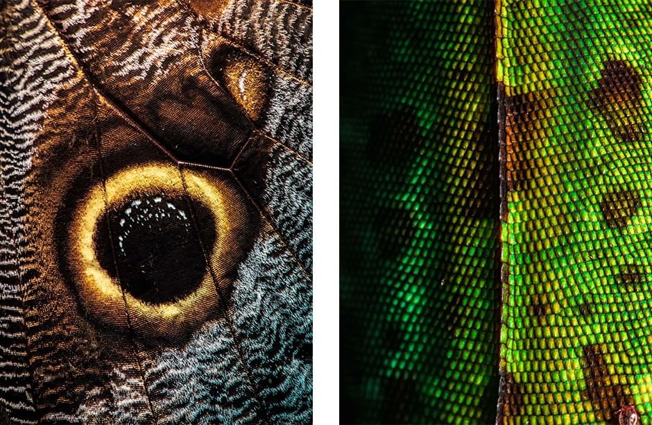 Macro of an owl butterfly wing by green lizard scales at the Hotel Chan-kah Resort Village