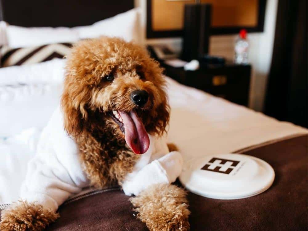 pet package at empire hotel new york