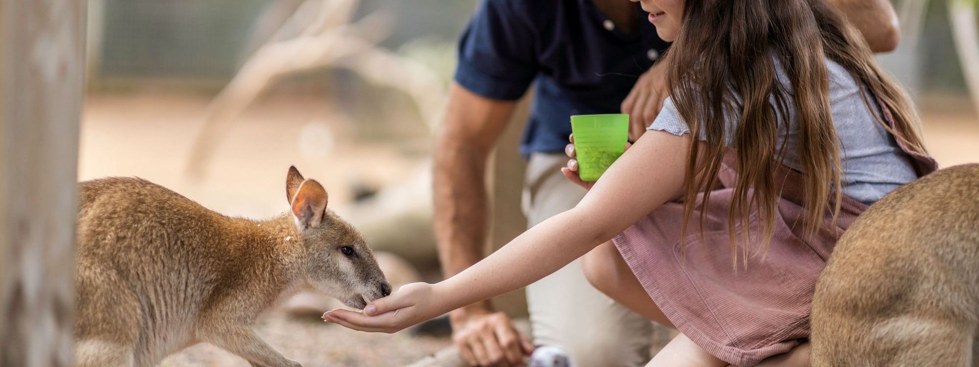 A girl feeding a wallaby with a man behind her at Featherdale Wildlife Park in Sydney.
