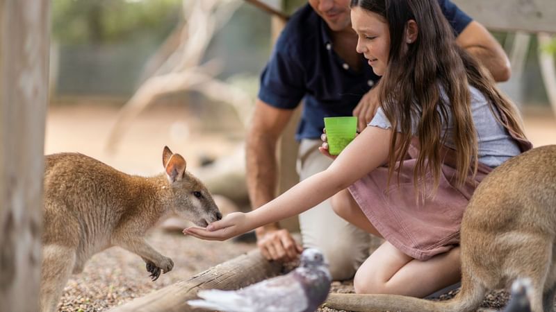 A girl feeds a kangaroo while a man watches, with a pigeon nearby on the ground.