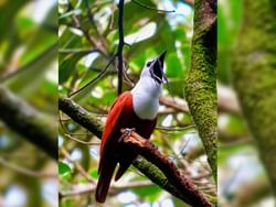 Bellbird on a tree at Selvatura Park near Jaguarundi Lodge