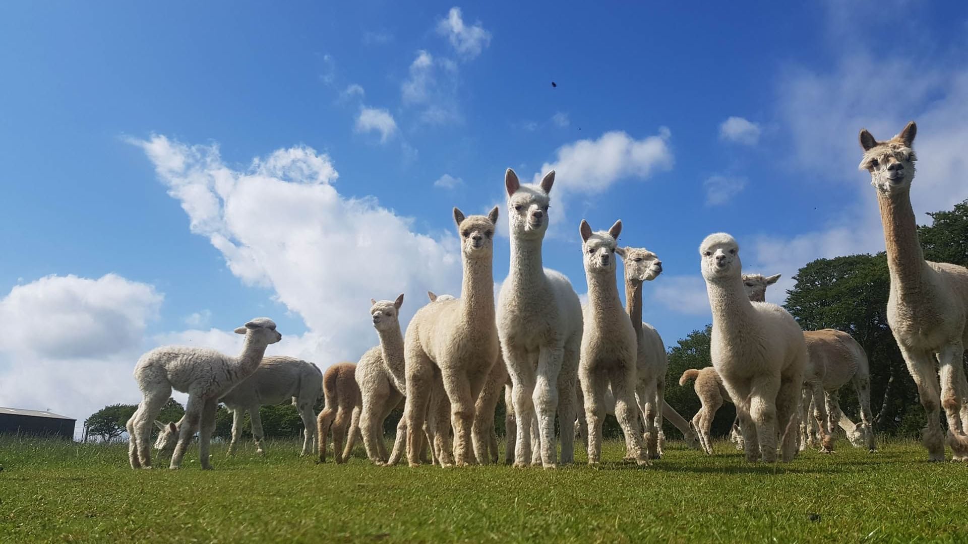 A herd of curious alpacas on a grassy field under a blue sky with fluffy clouds near Hotels Fife Scotland