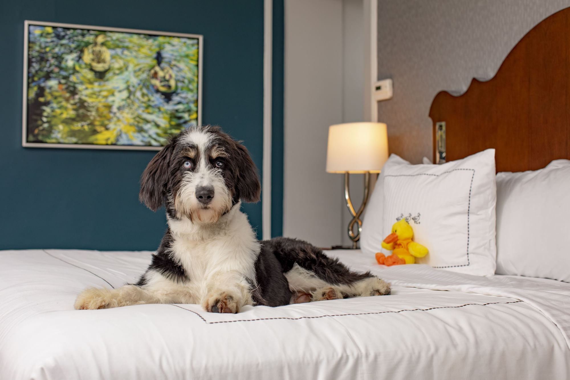 A dog on the bed in a room at The Peabody Memphis