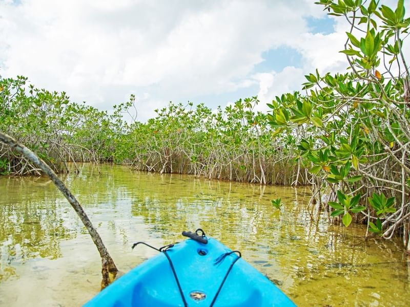 Kayak floating on a mangrove near Fiesta Americana Travelty