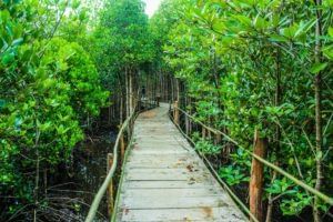 costa rican forest