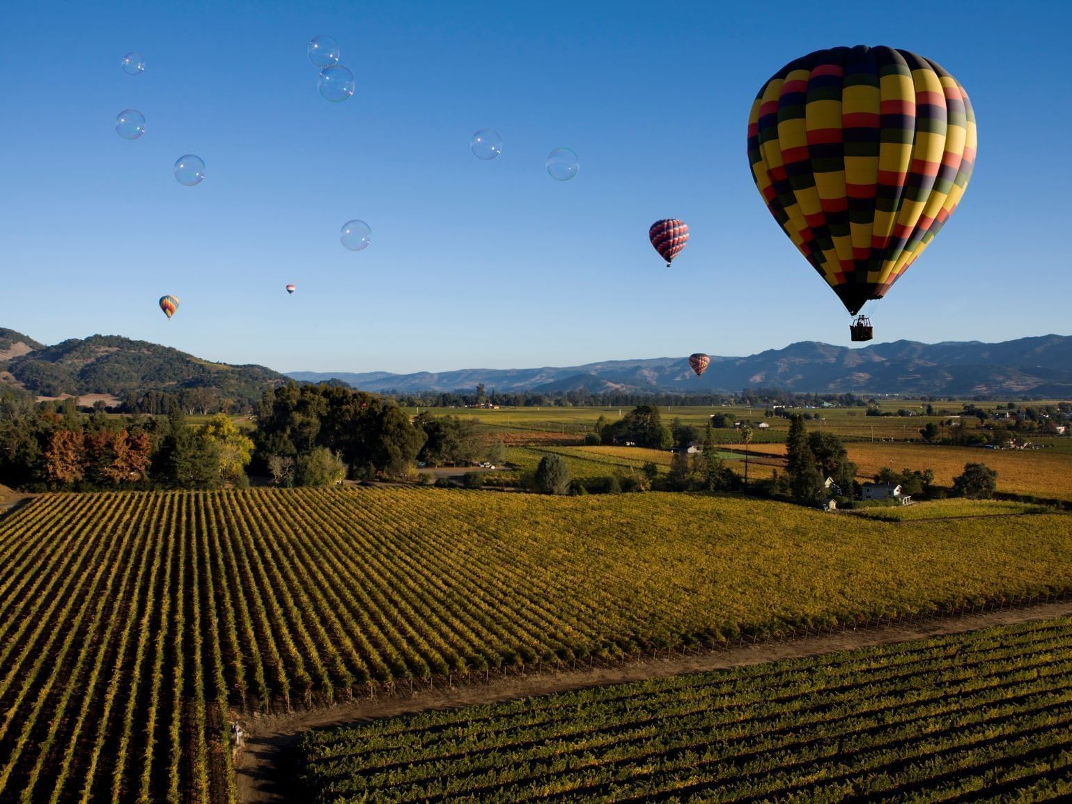 Hot air balloons hovering over Allegretto Vineyard vines