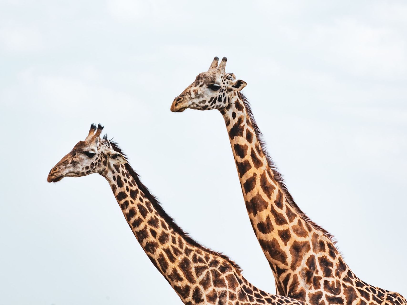 Giraffes at giraffe centre in Nairobi