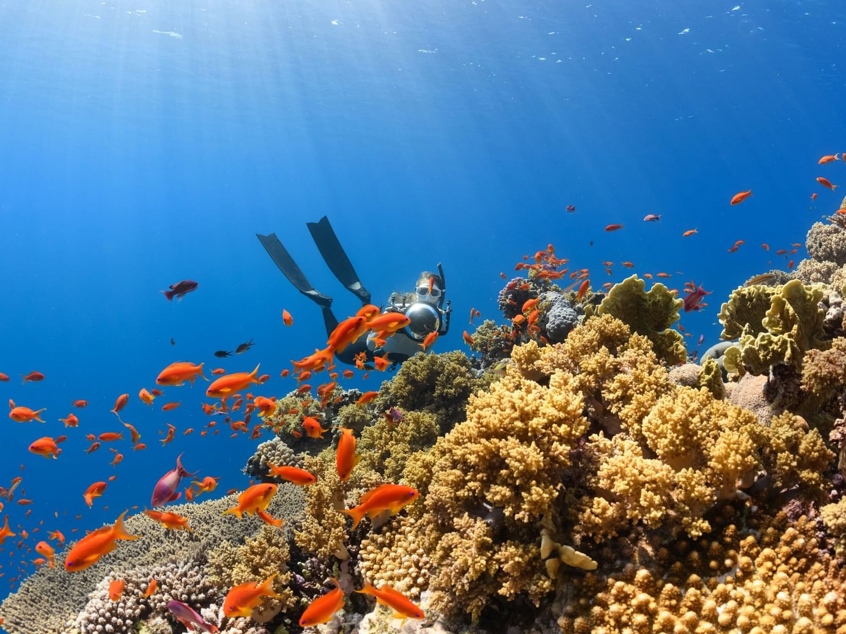Person diving while exploring the fish & corals underwater near Ananea Madivaru Maldives