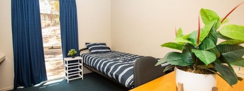 Single room with a bed, desk, chair, and potted plant, featuring blue curtains and green carpet.