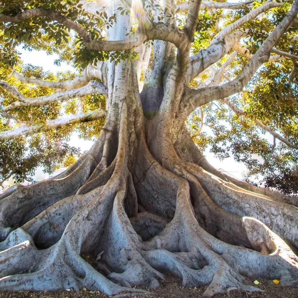 Deep roots of Platano di Curinga near Falkensteiner Club Funimation Garden Calabria