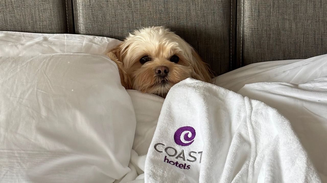 A dog lies on a bed under a COAST hotels towel, with pillows around it.