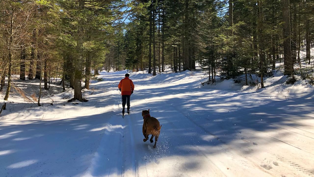Dog hiking with its owner in the snow