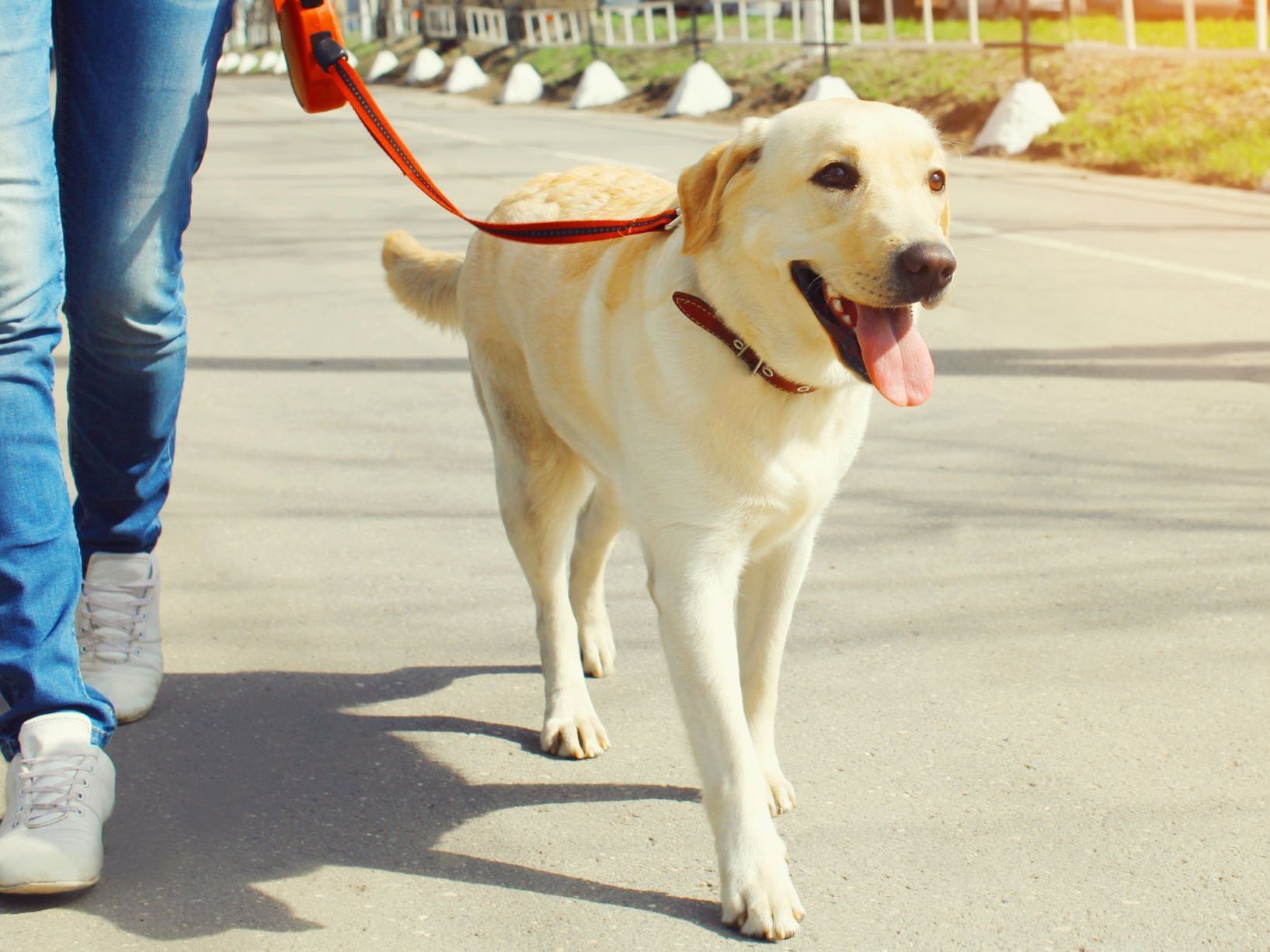A man walking with his dog near Sunseeker Resort